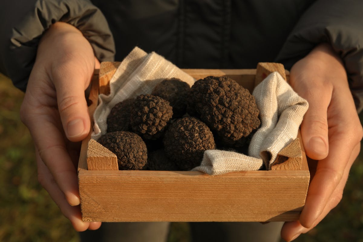 Tasmania Culinary