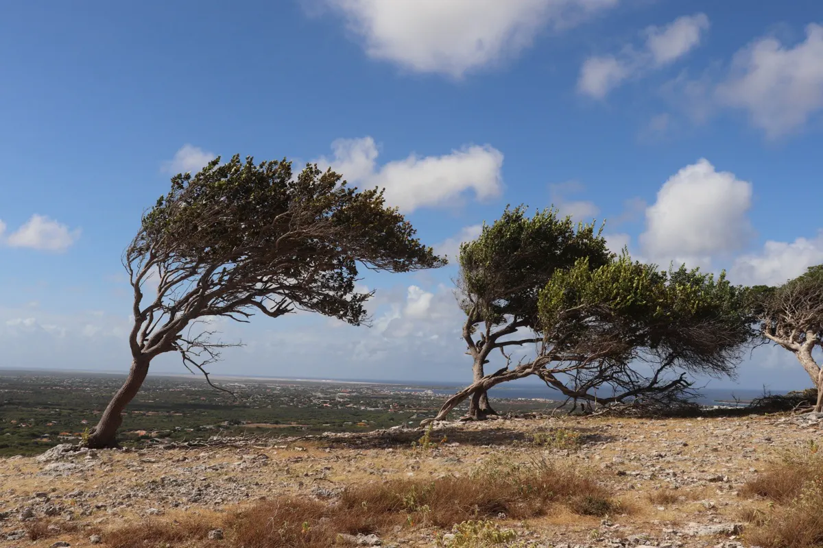 Bonaire Sightseeing Tour & Eden Beach Club Day