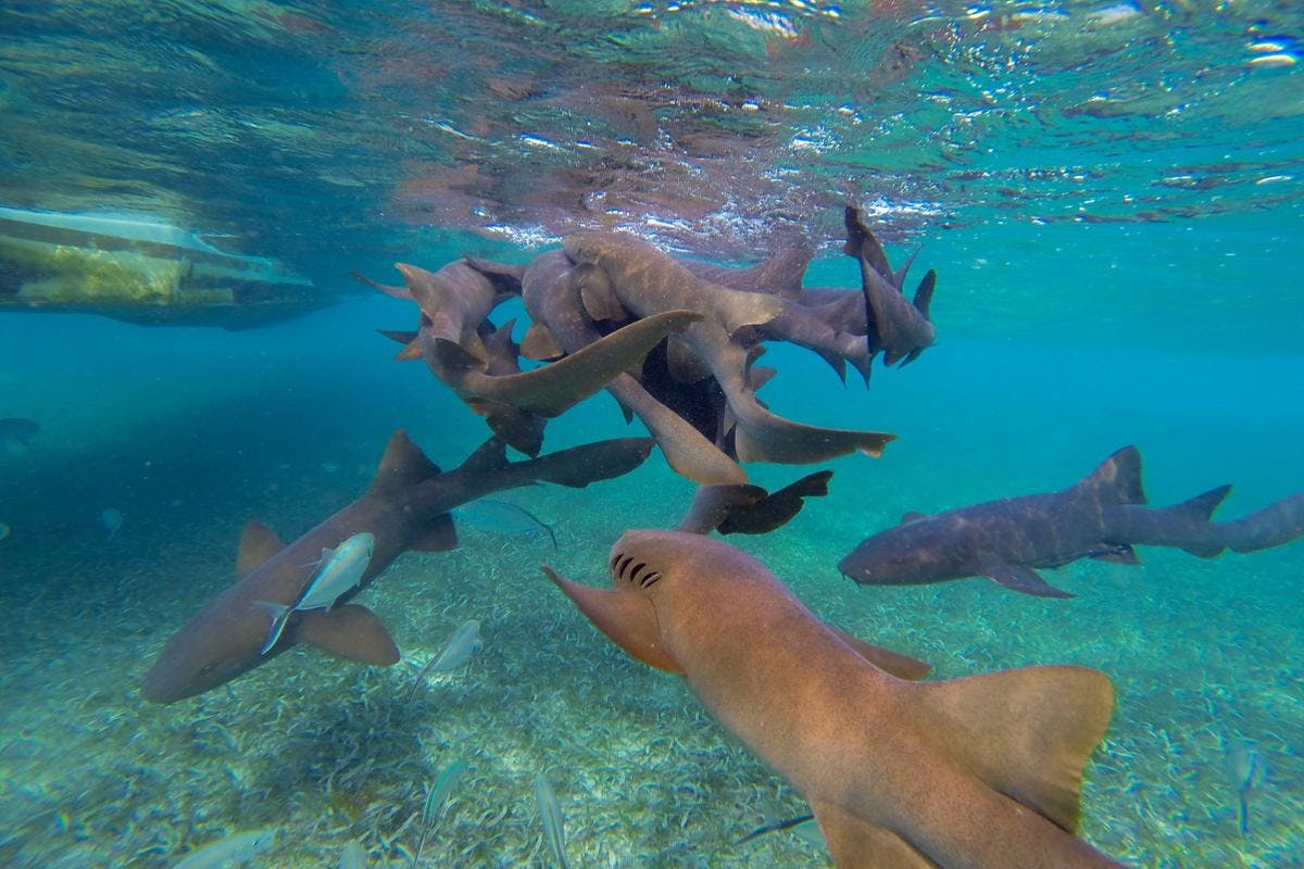 Shark & Ray Encounter and Reef Snorkeling