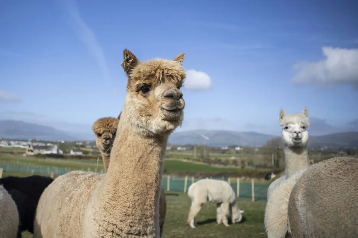 Alpacas, Panoramas &amp; Pathways