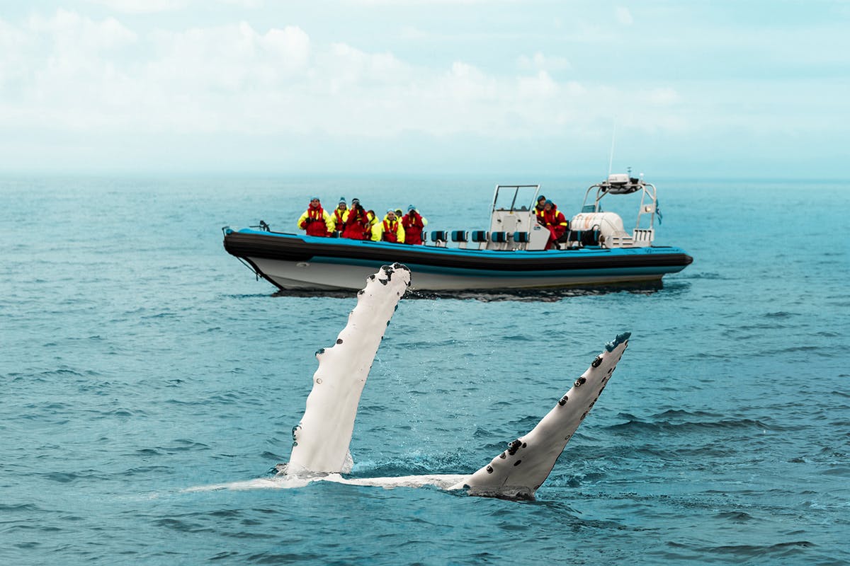 Whale Watching RIB Safari