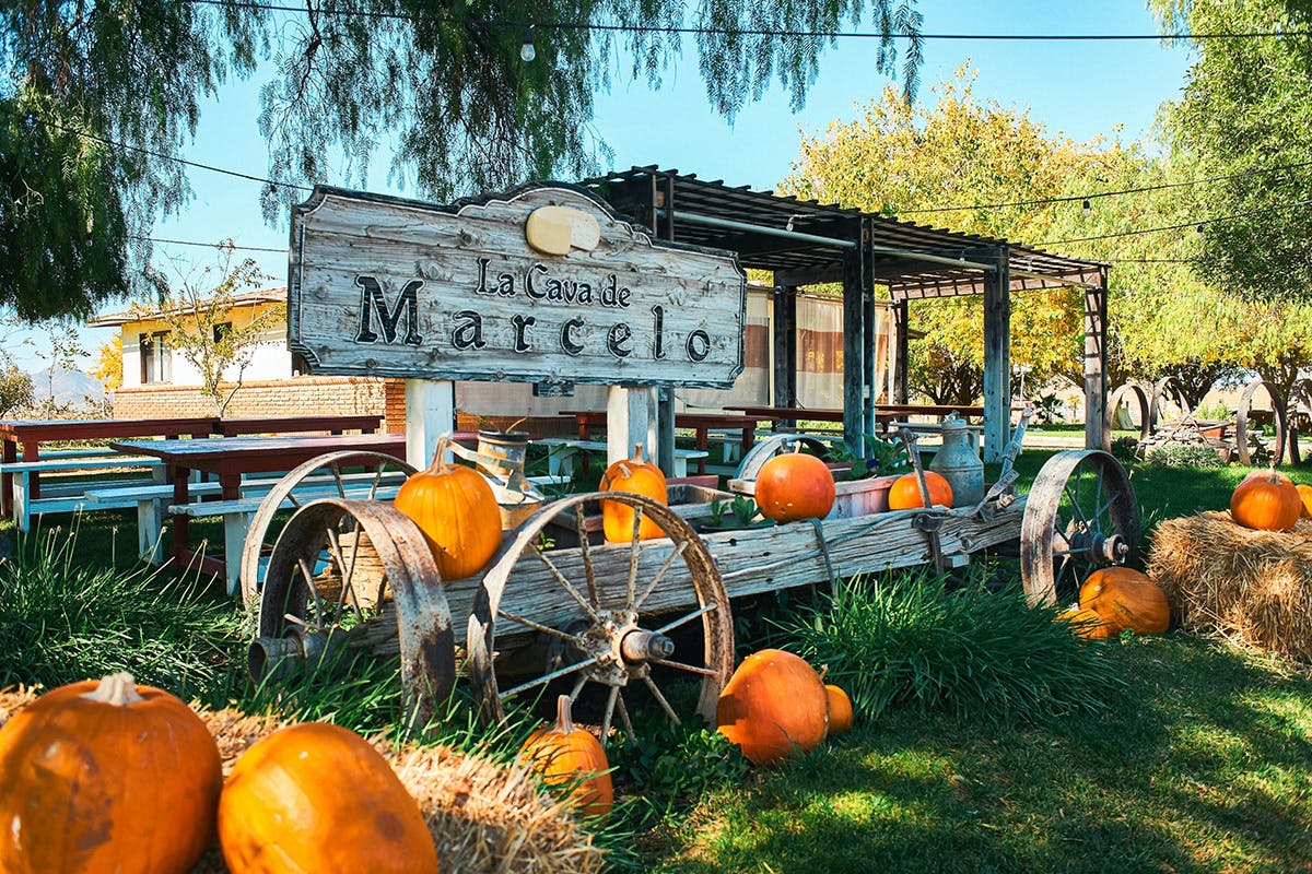 Cheese Cave Tour, Wine Tasting & Lunch