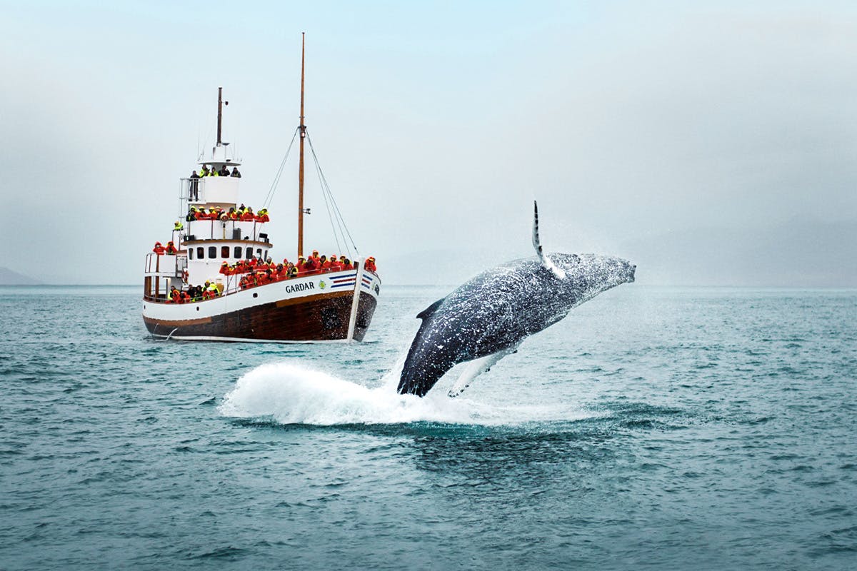 Whale Watching & Waterfall Tour