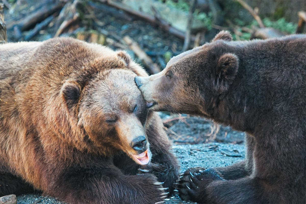 Alaskan Bear, Homestead, and Fjord Experience