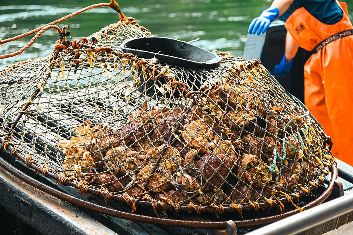 Bering Sea Crab Fishermen's Tour & After The Catch