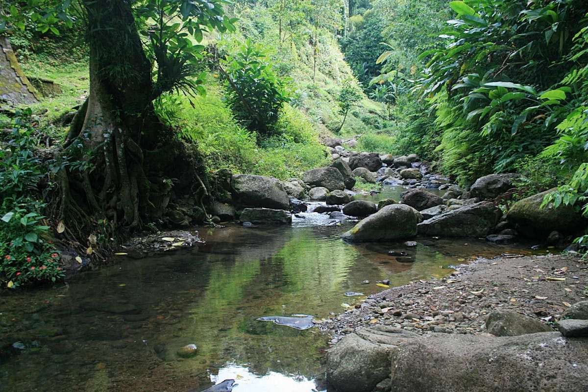 Rainforest Hike in Martinique
