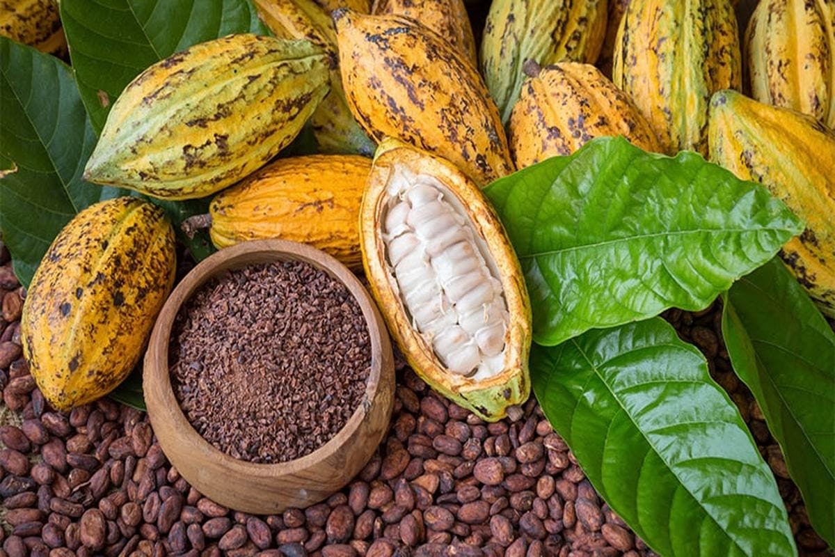 Maya Chocolate and Medicinal Jungle Tour