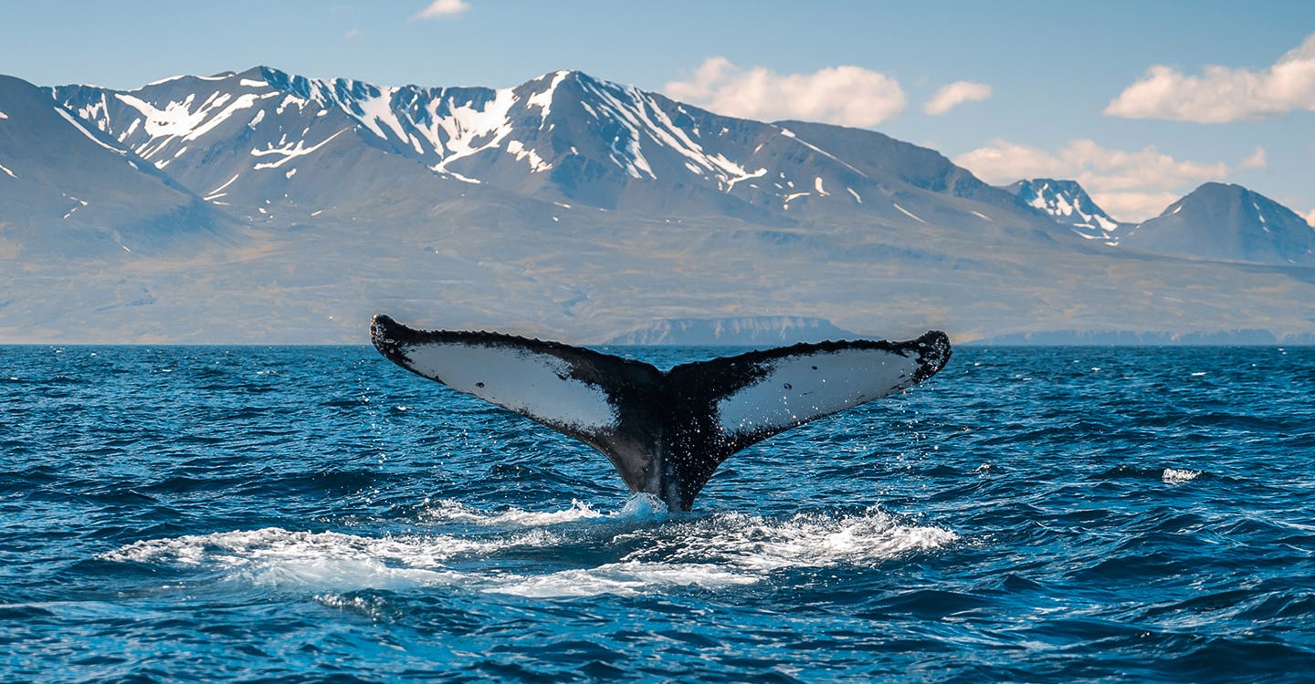 Whale Watching Tour from Ísafjörður