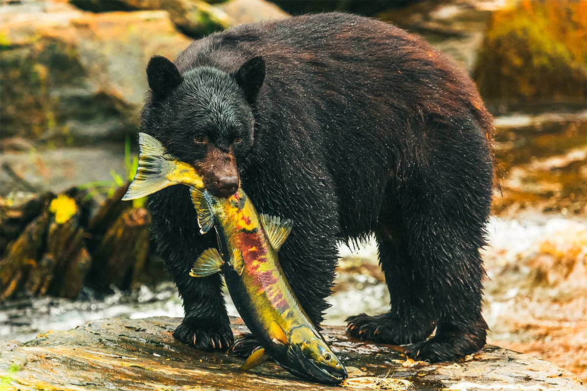 Alaskan Bear Watch by Land & Sea