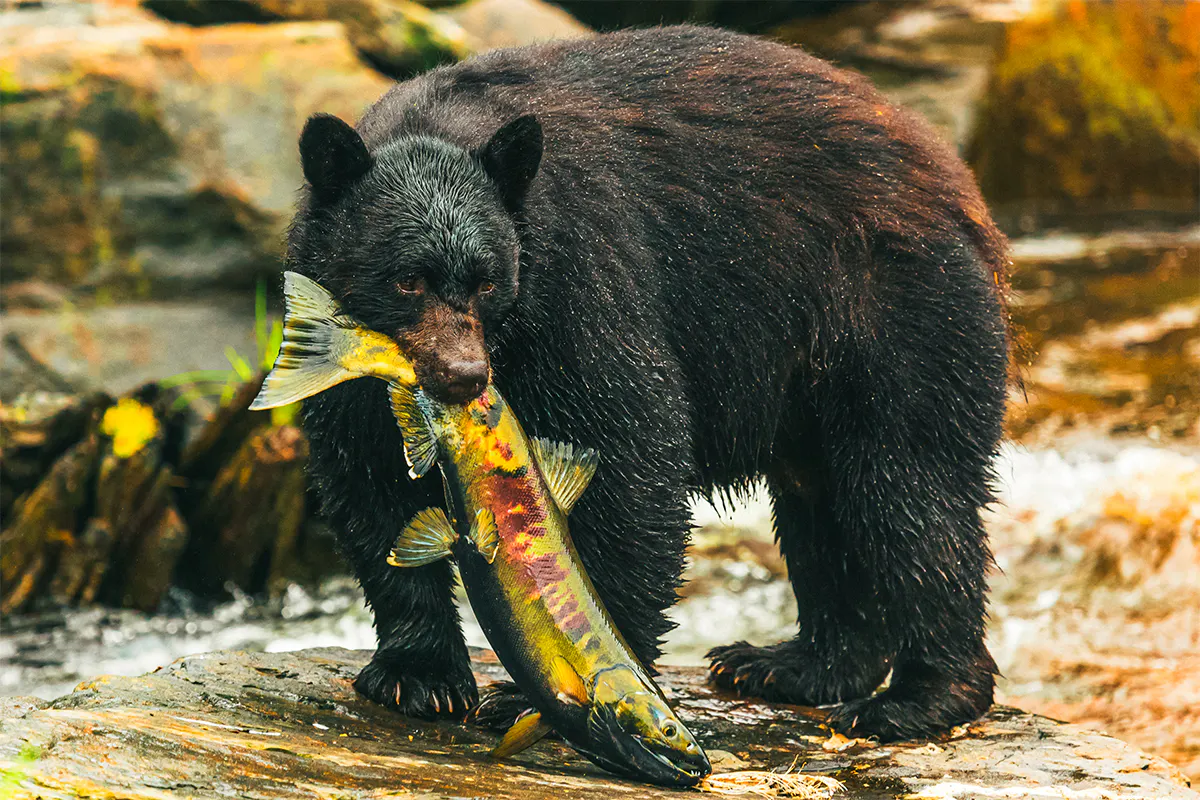 Alaskan Bear Watch by Land &amp; Sea