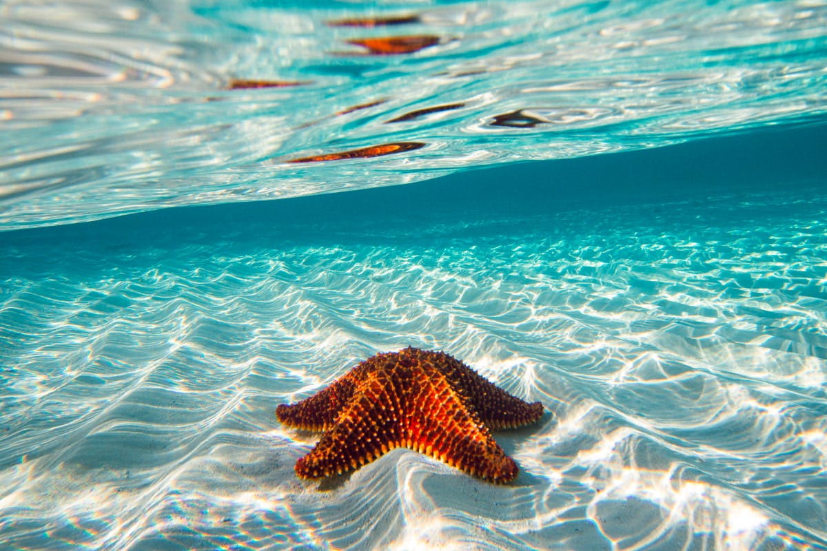 Rum Point & Starfish Point Picnic