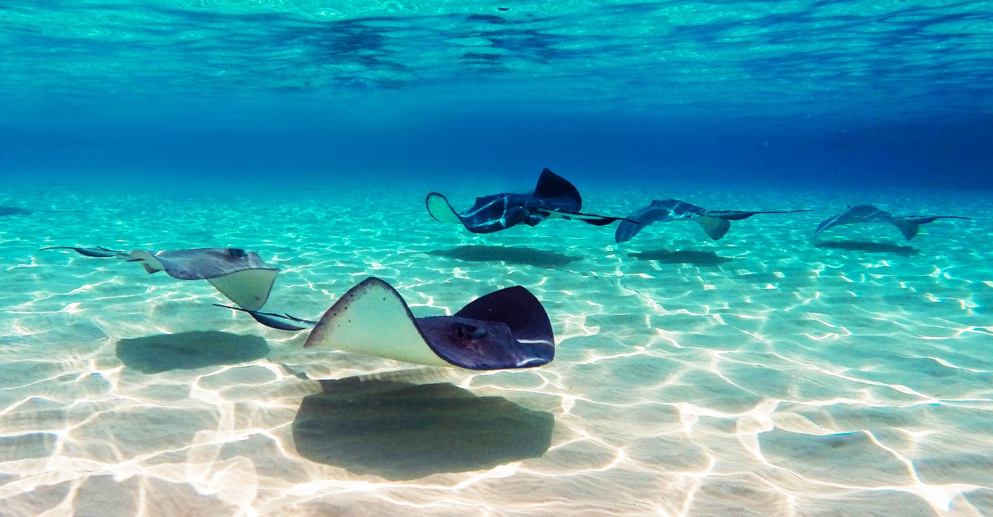 Stingray City to Starfish Point — Beach & Lunch