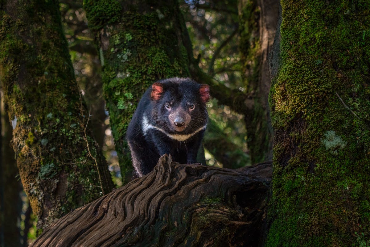 Twilight Wildlife