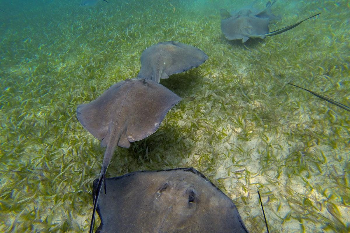 Shark & Ray Encounter and Reef Snorkeling
