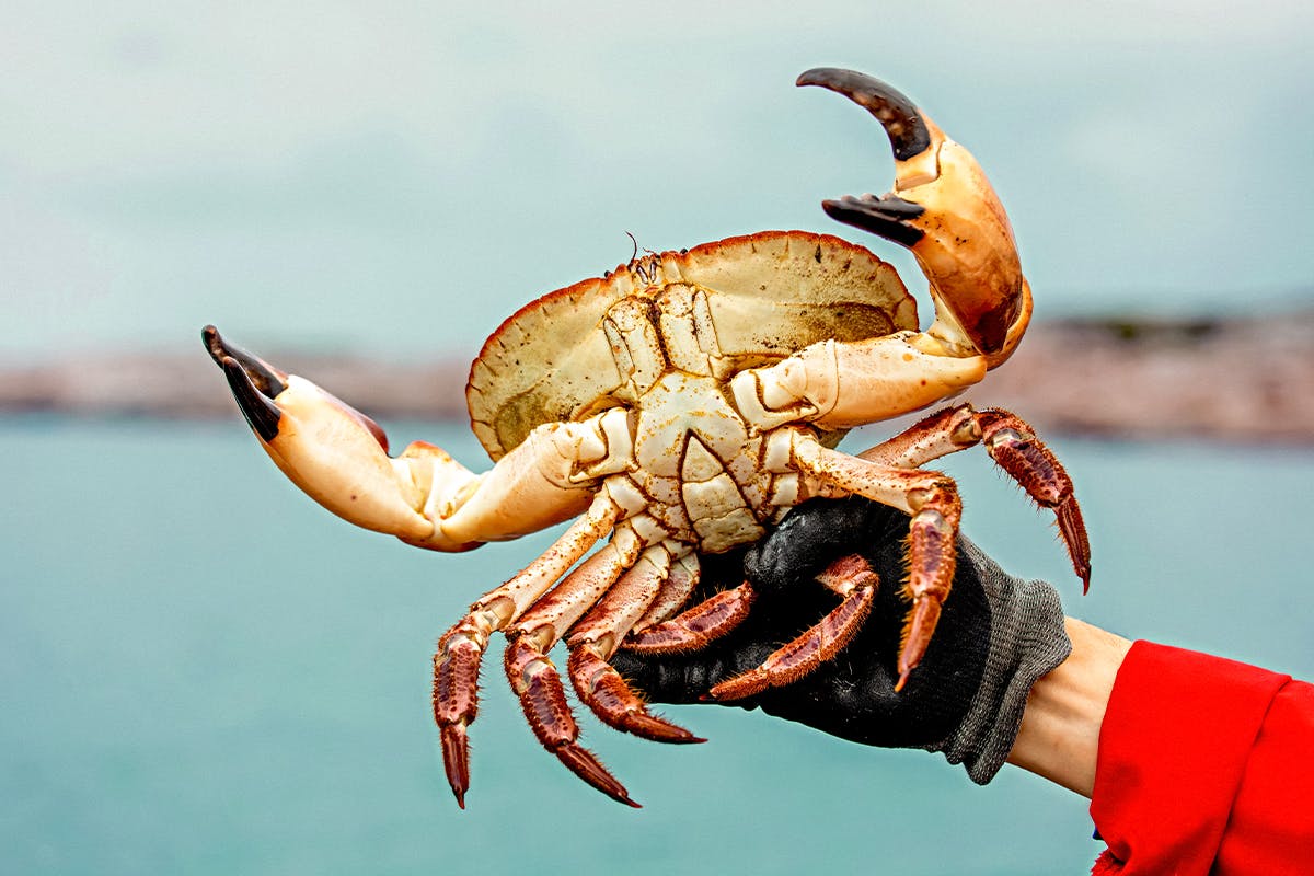 Crab Fishing Adventure & Lunch