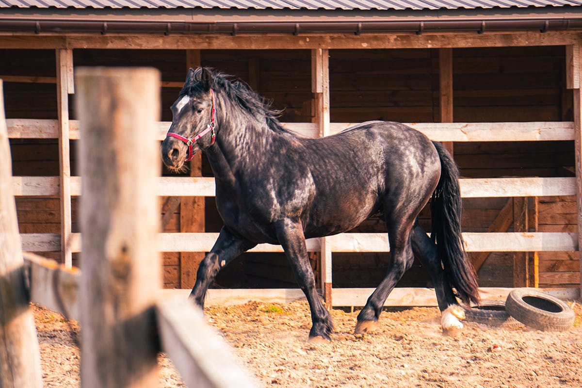 El Rancho Escondido Backcountry Tour