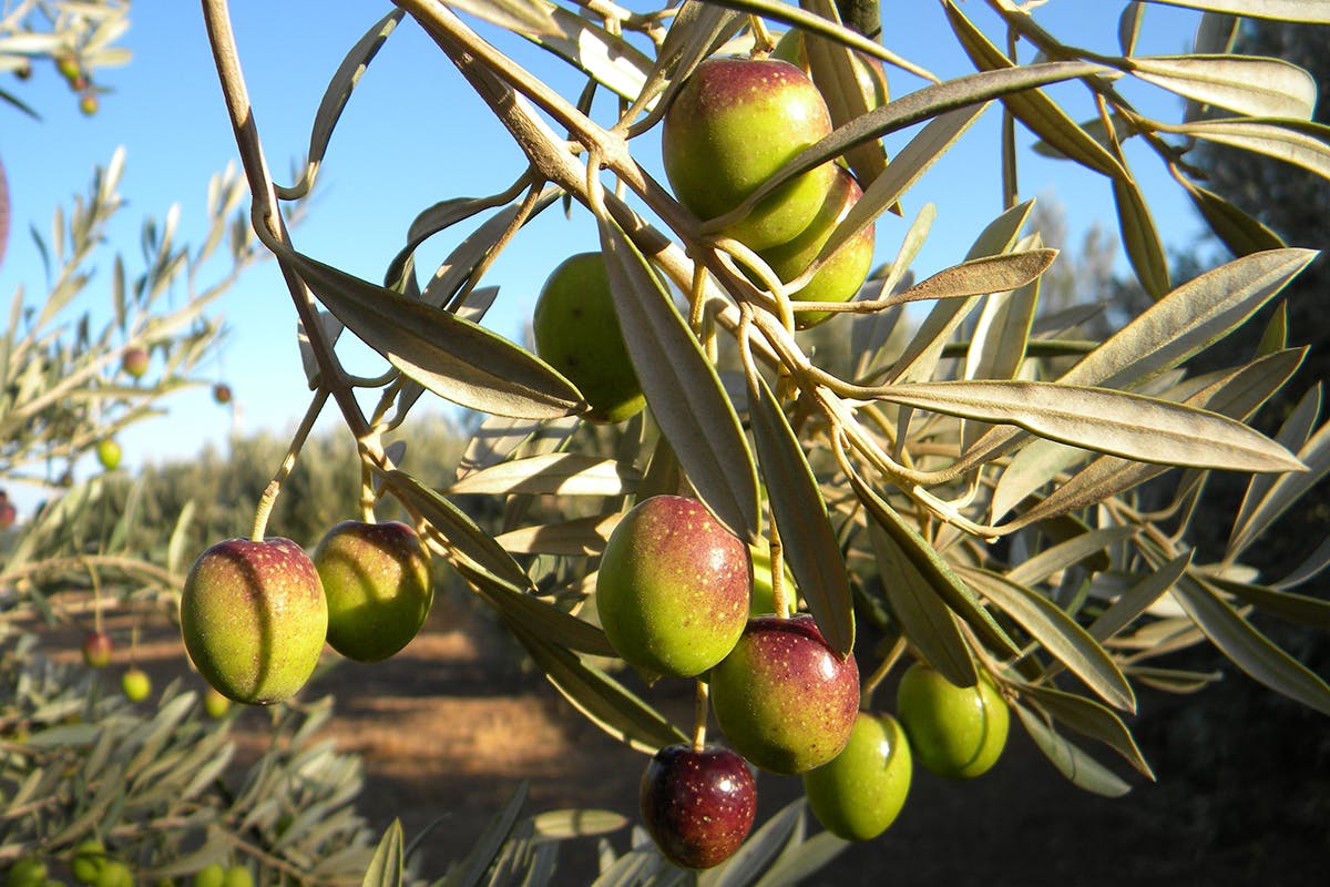 Local Flavors of Gran Canaria