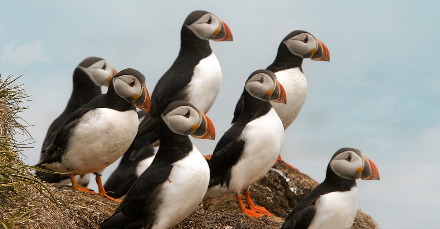 Polar Flight to Grímsey Island
