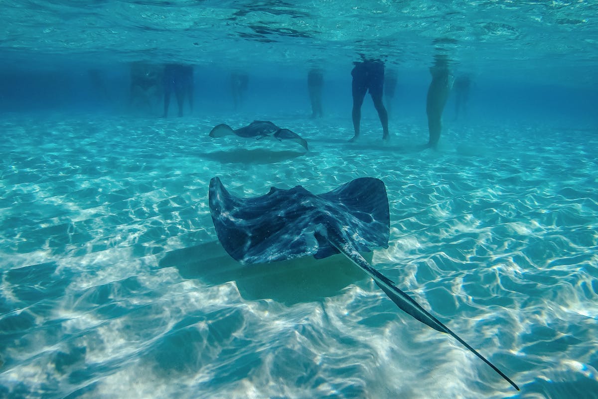 Stingrays