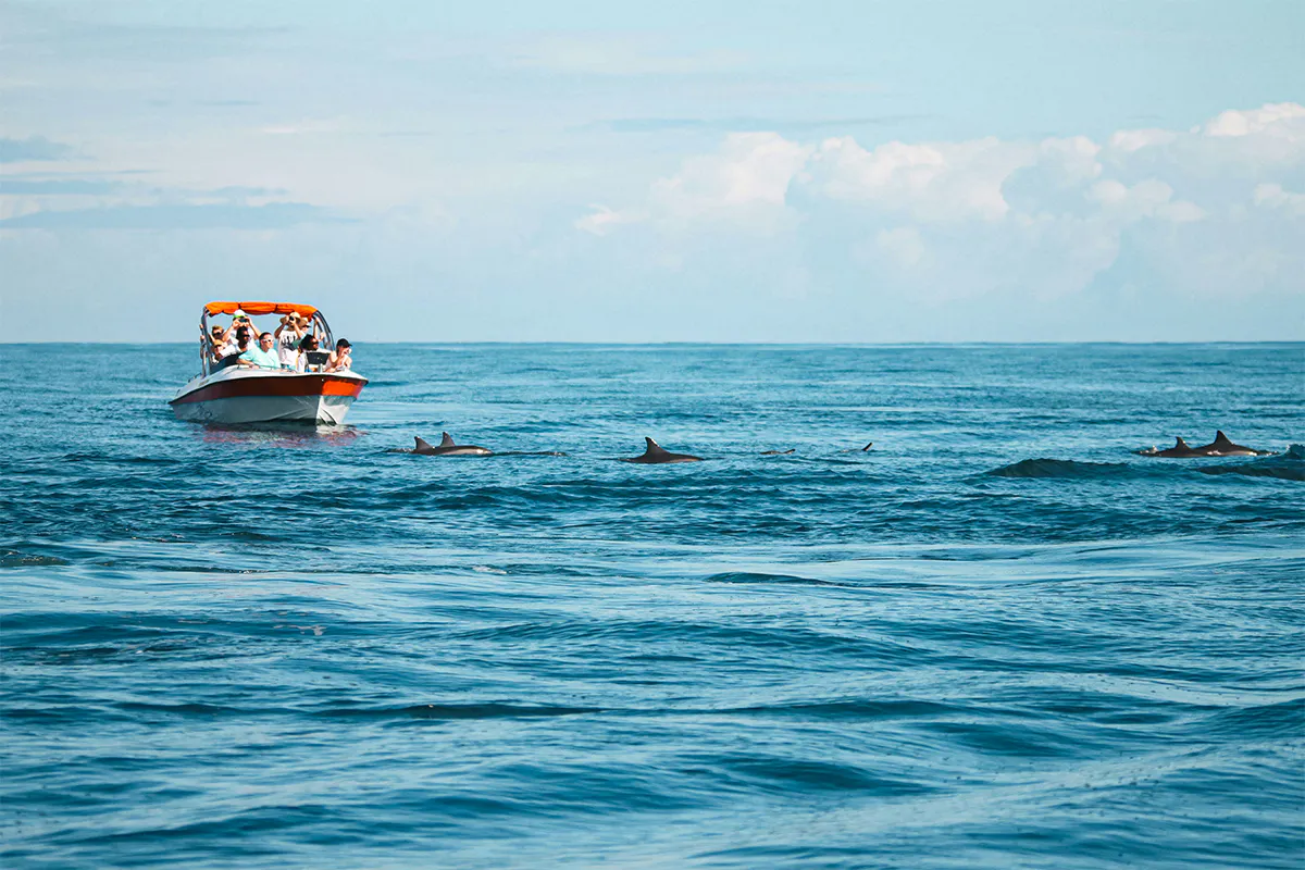 Dolphin Watching with Marine Experts