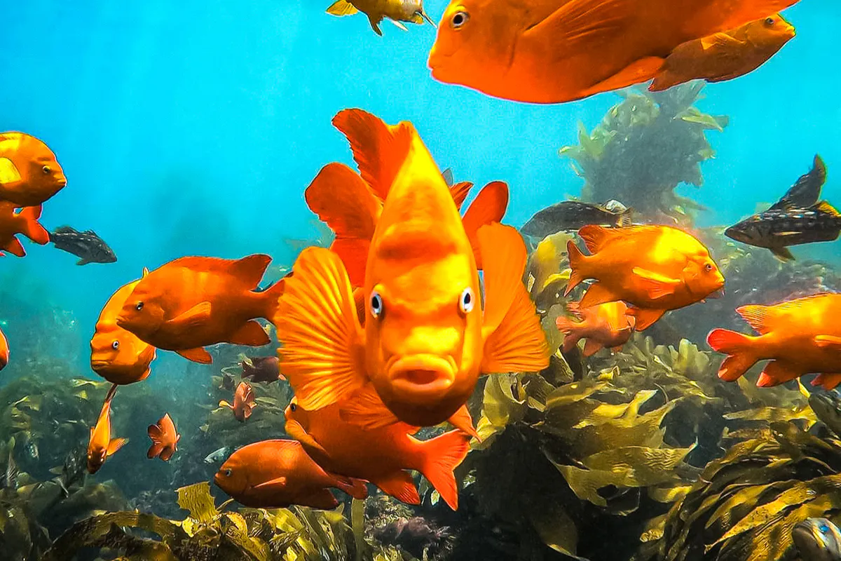 Snorkel & Survey Catalina’s Reefs