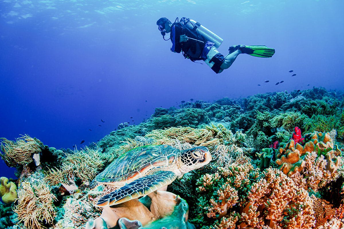 Barrier Reef Snorkel Adventure