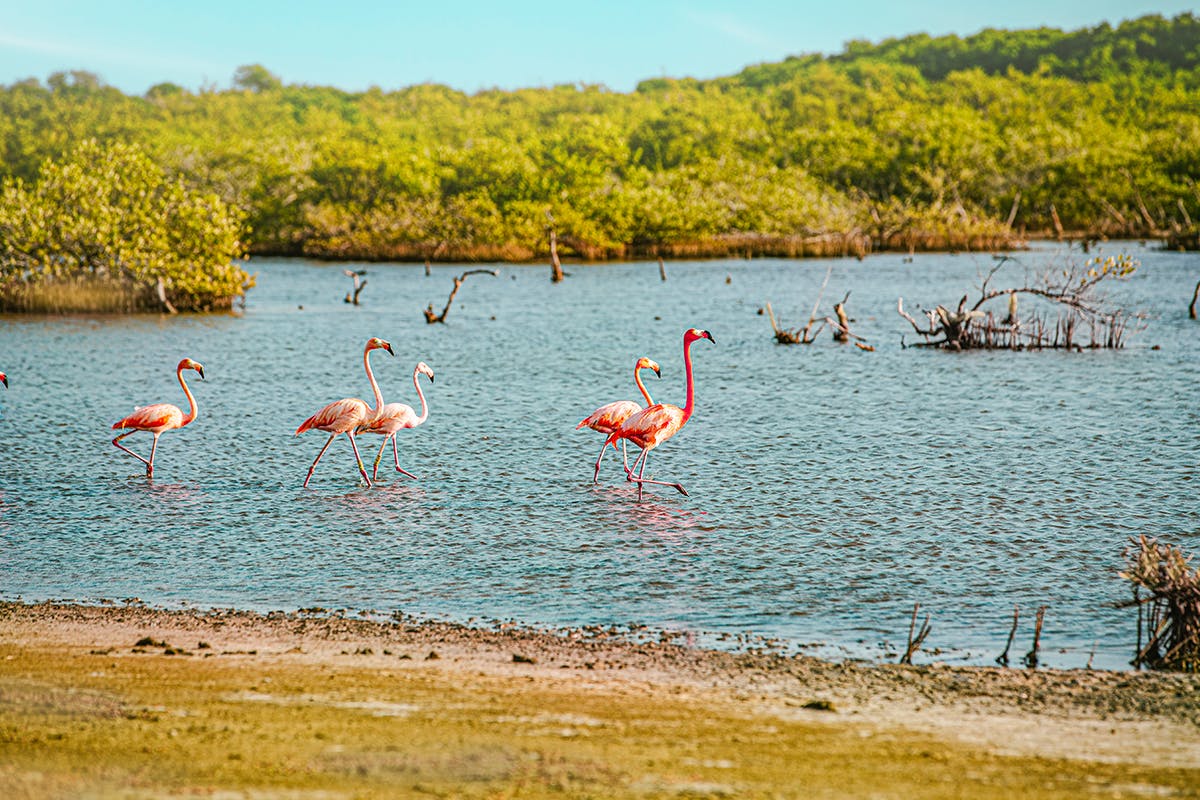 Bonaire Heritage & Flamingo Sanctuary Tour