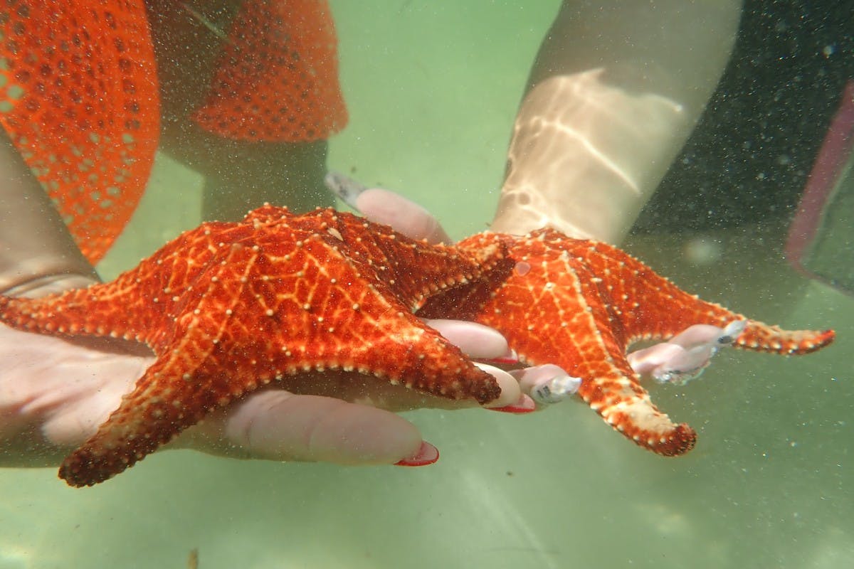 Snorkel & Starfish Point Beach