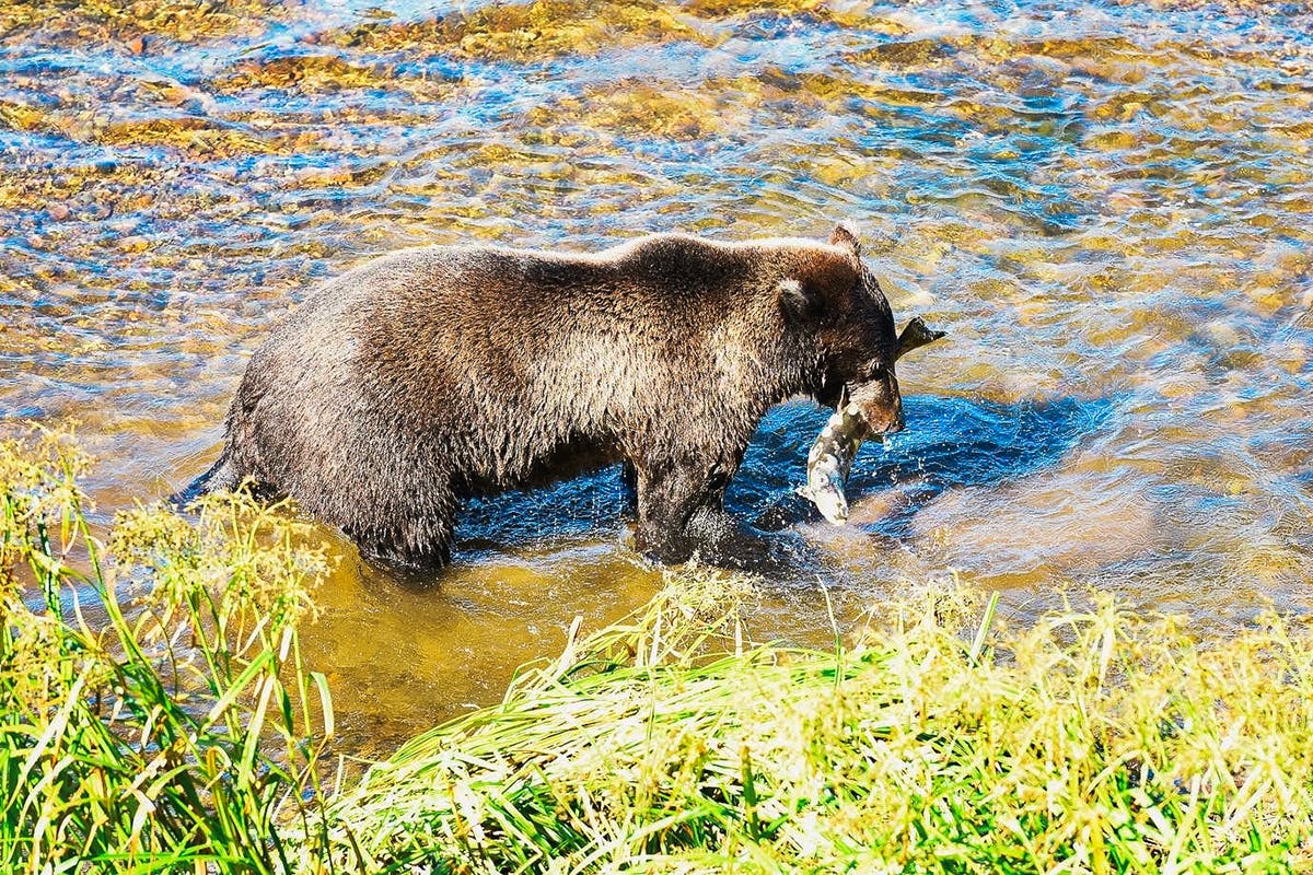 Alaska Whales & Bears: Coastal Wildlife Search