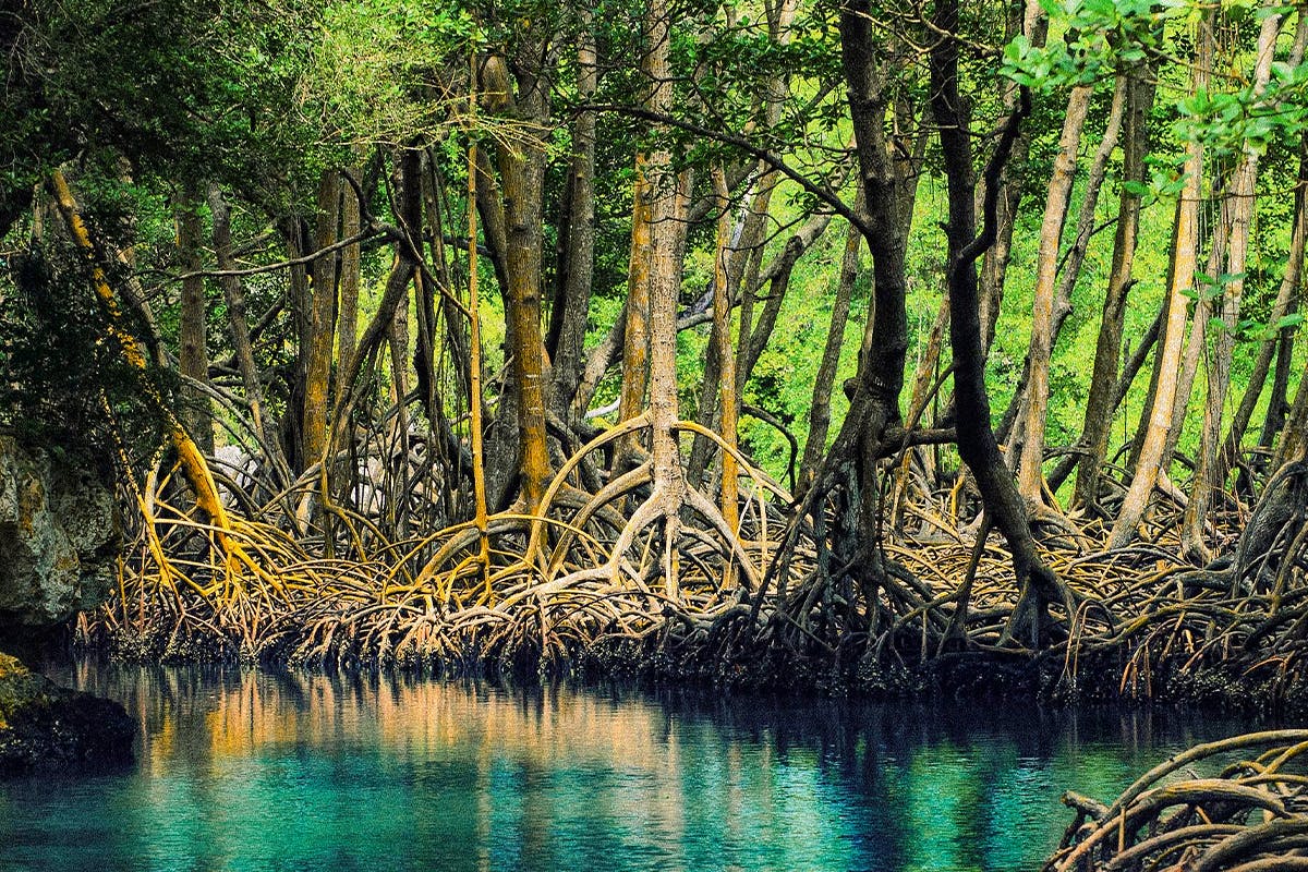 Caves & Mangroves Exploration