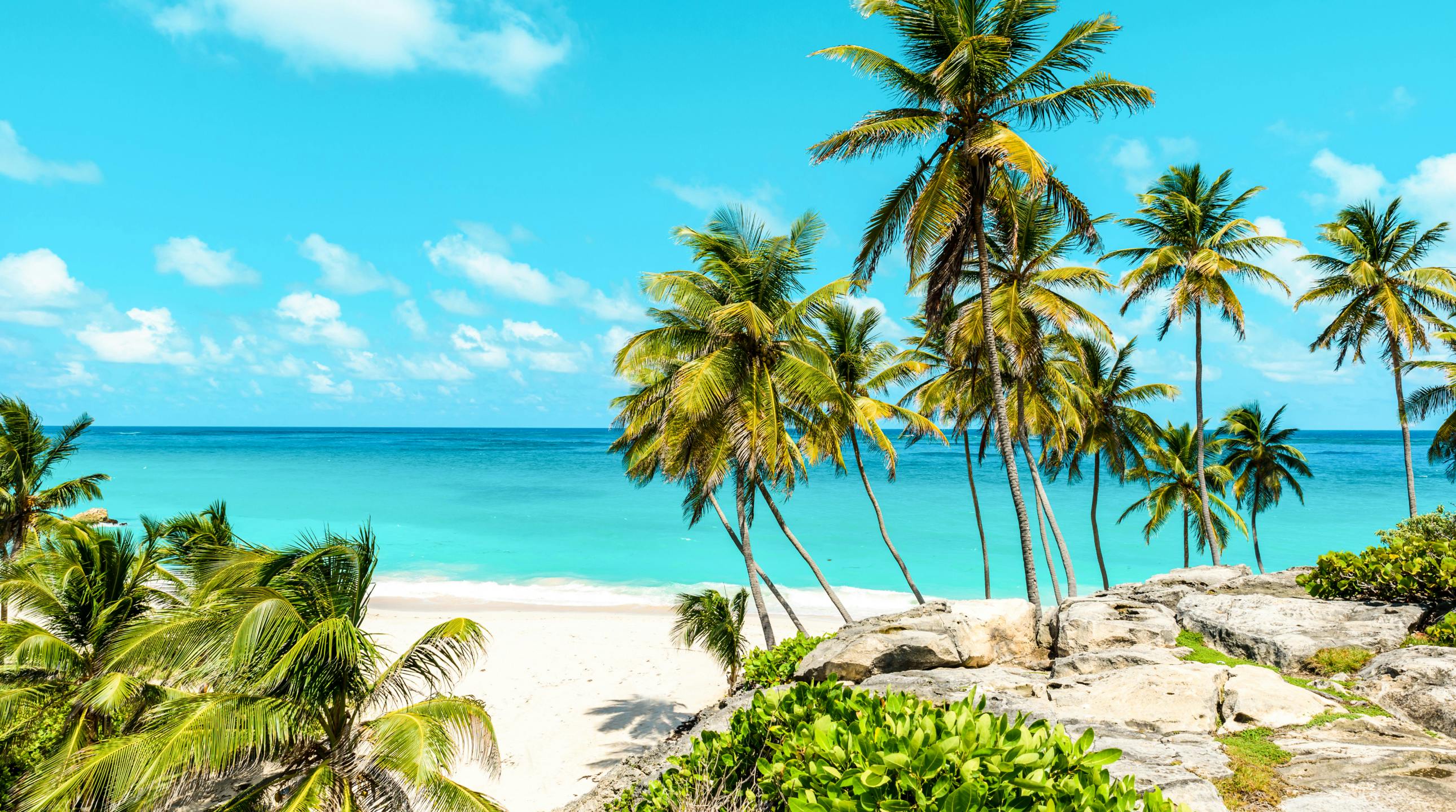 palm trees