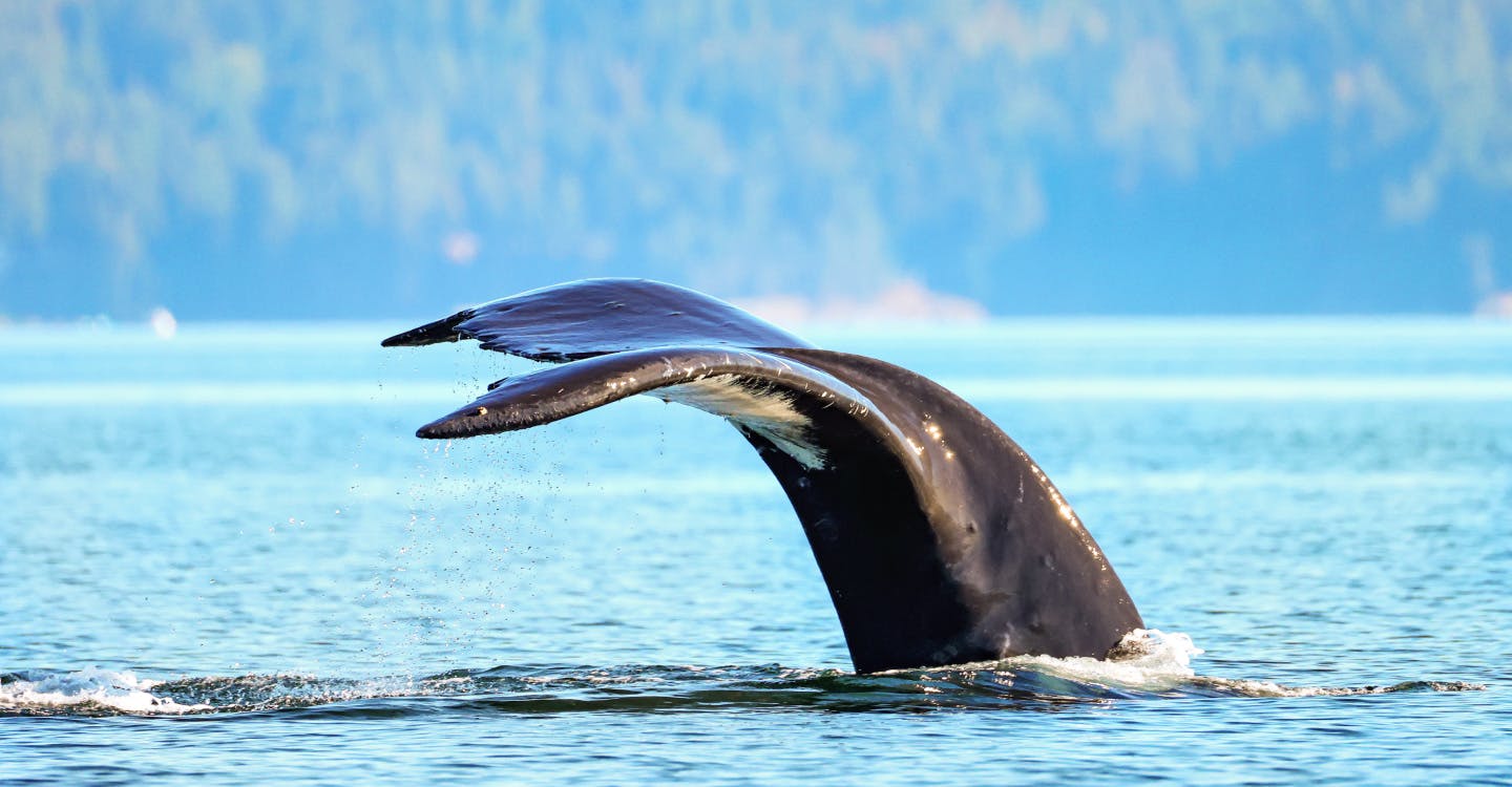Whales, Waves & the Wild Beauty of Maine