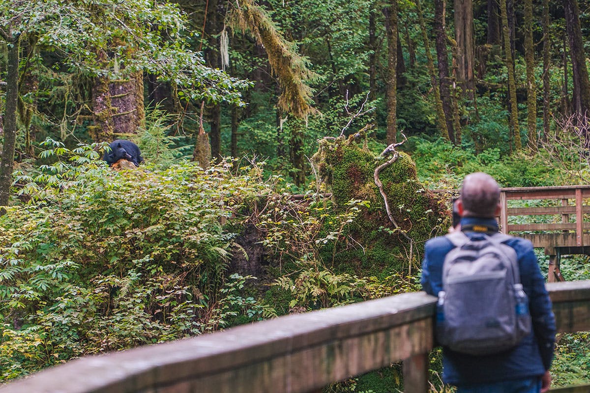Alaska Rainforest Sanctuary & Black Bear Viewing
