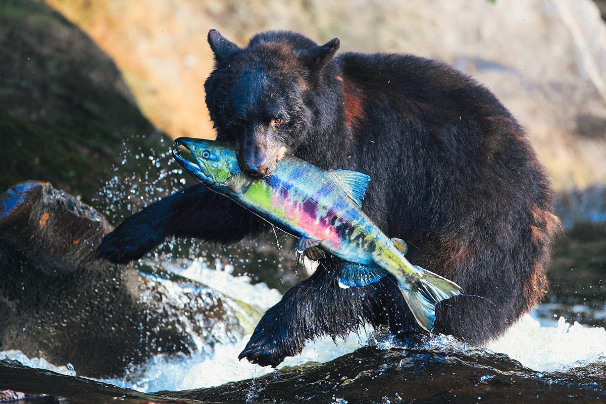 Alaskan Floatplane Flightseeing & Bear Hike