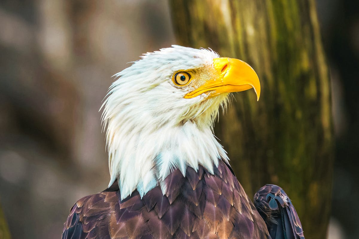 Odyssey Dome & Raptor Encounter