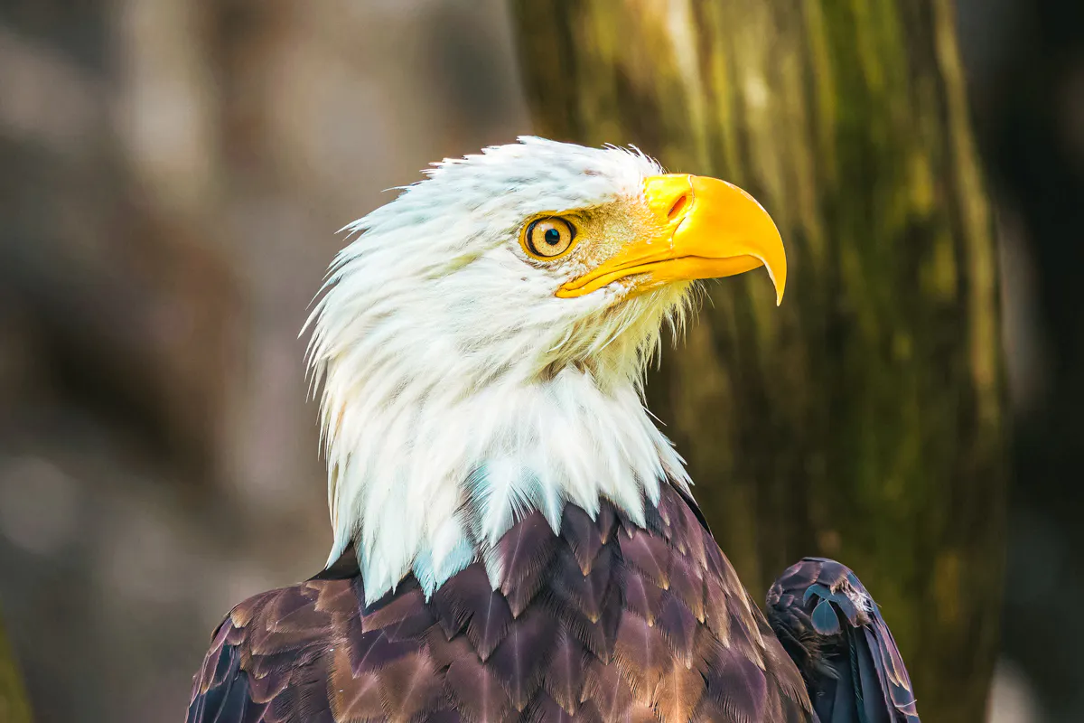 Odyssey Dome &amp; Raptor Encounter