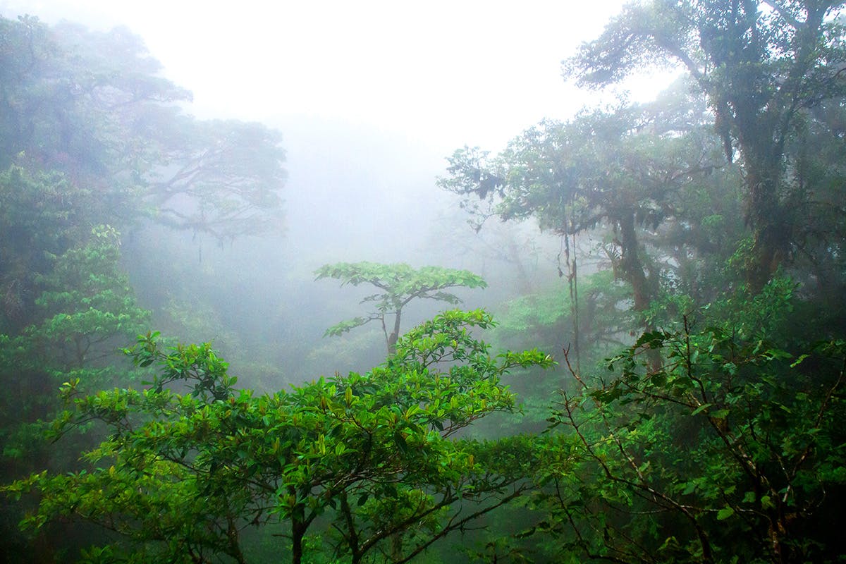 Cloud Forest Suspended Bridges Adventure