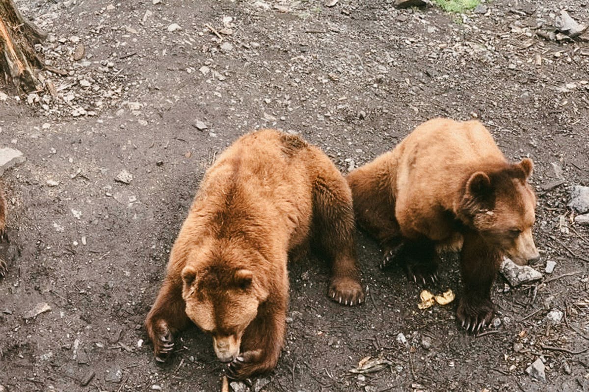 Discover Fortress of the Bear
