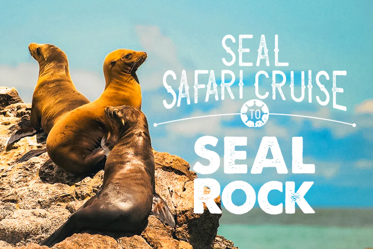 Seal Safari Cruise to Seal Rock