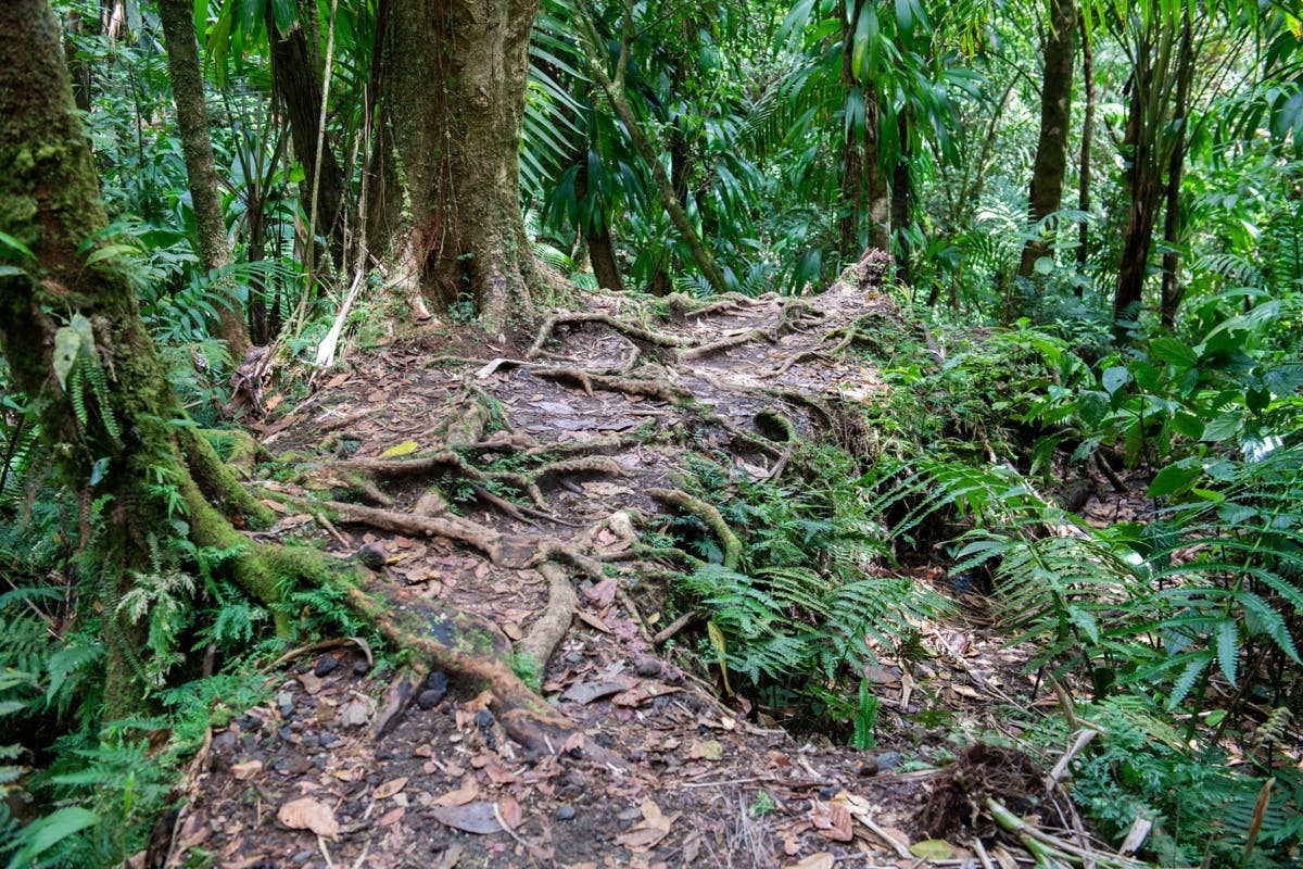 Explore Volcanic Views and Hike La Soufriere