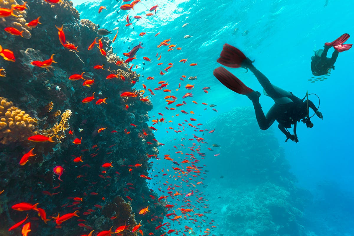 Two Divers at Bimini's Coral Reef