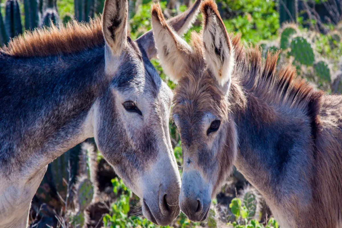 Bonaire Highlights Tour &amp; Sorobon Beach Day