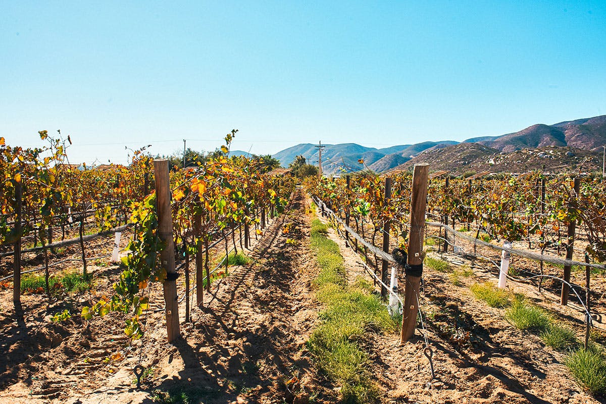 Falconry & Wine Tasting Tour & Brunch