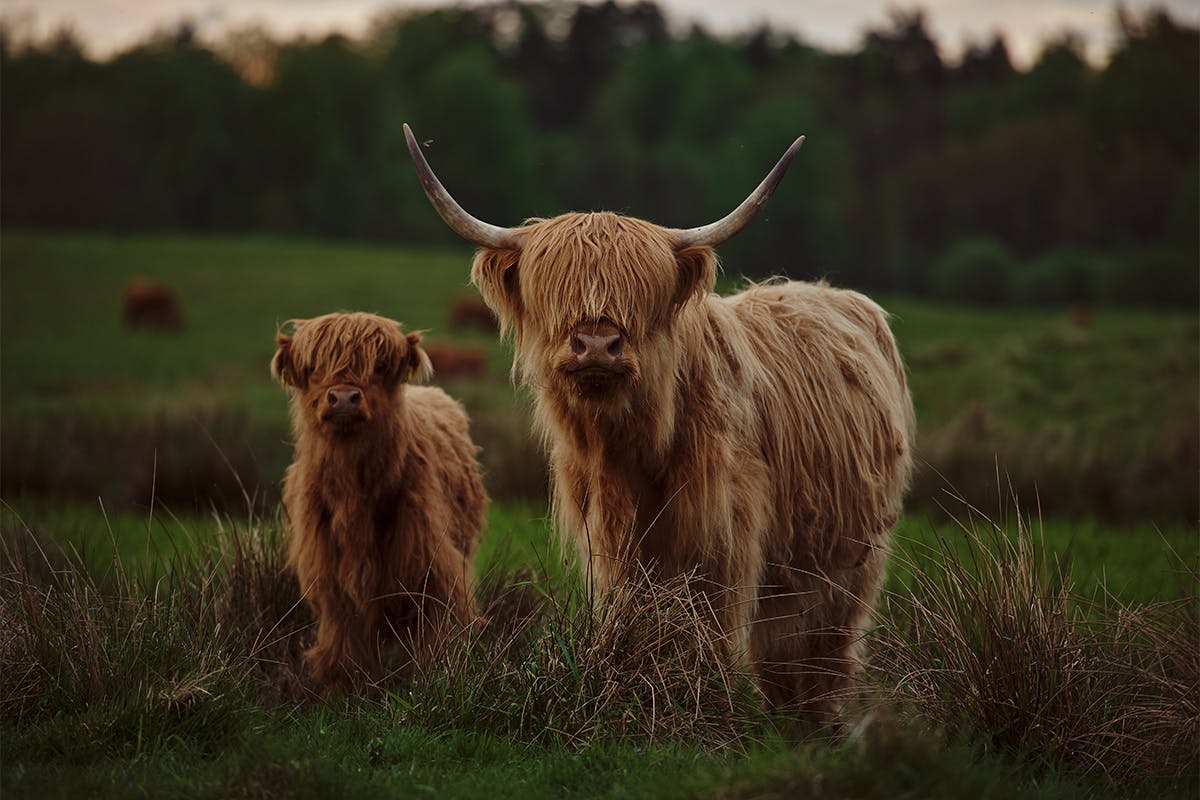 Highland Cows & Crofting Heritage