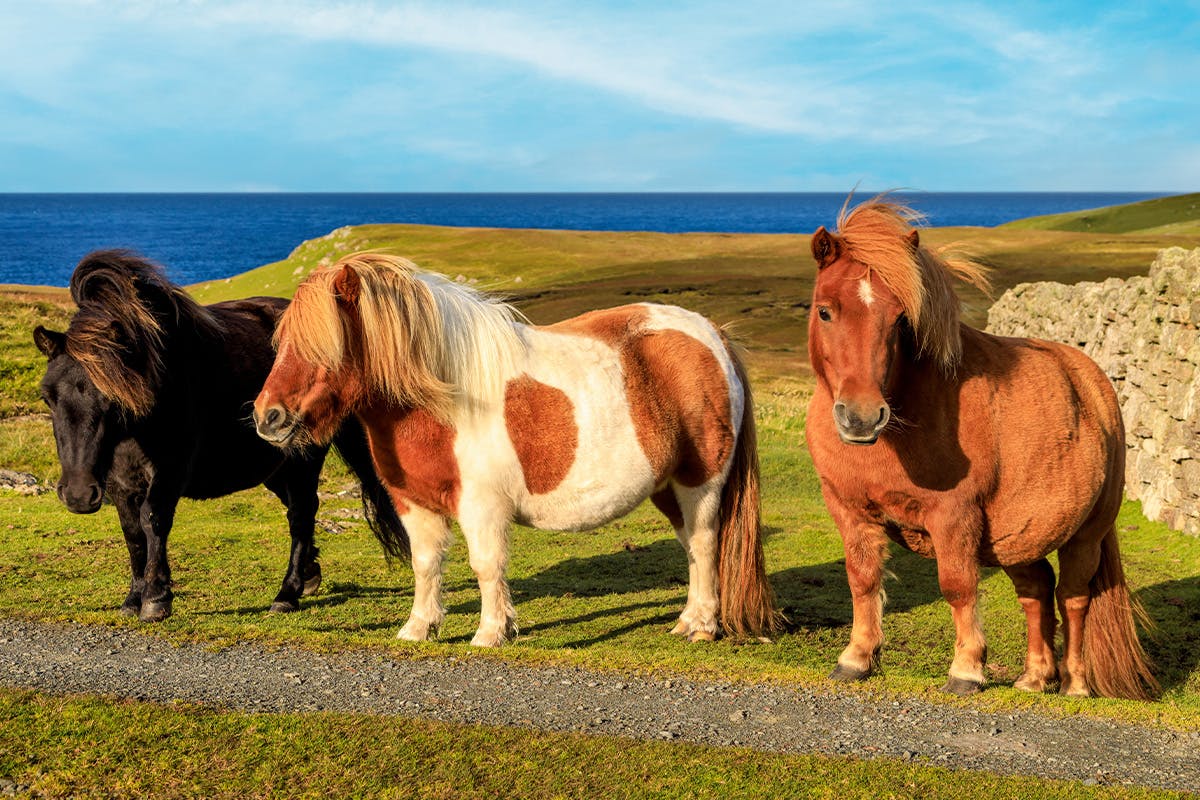 Panoramic Shetland & Ponies Excursion