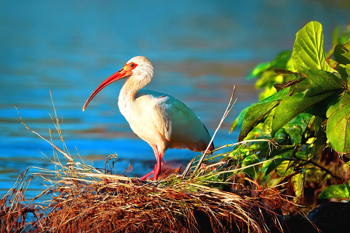 Carara National Park Universal Trail