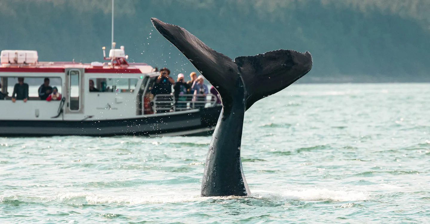 Whales & Wine: A Tasteful Adventure Tour