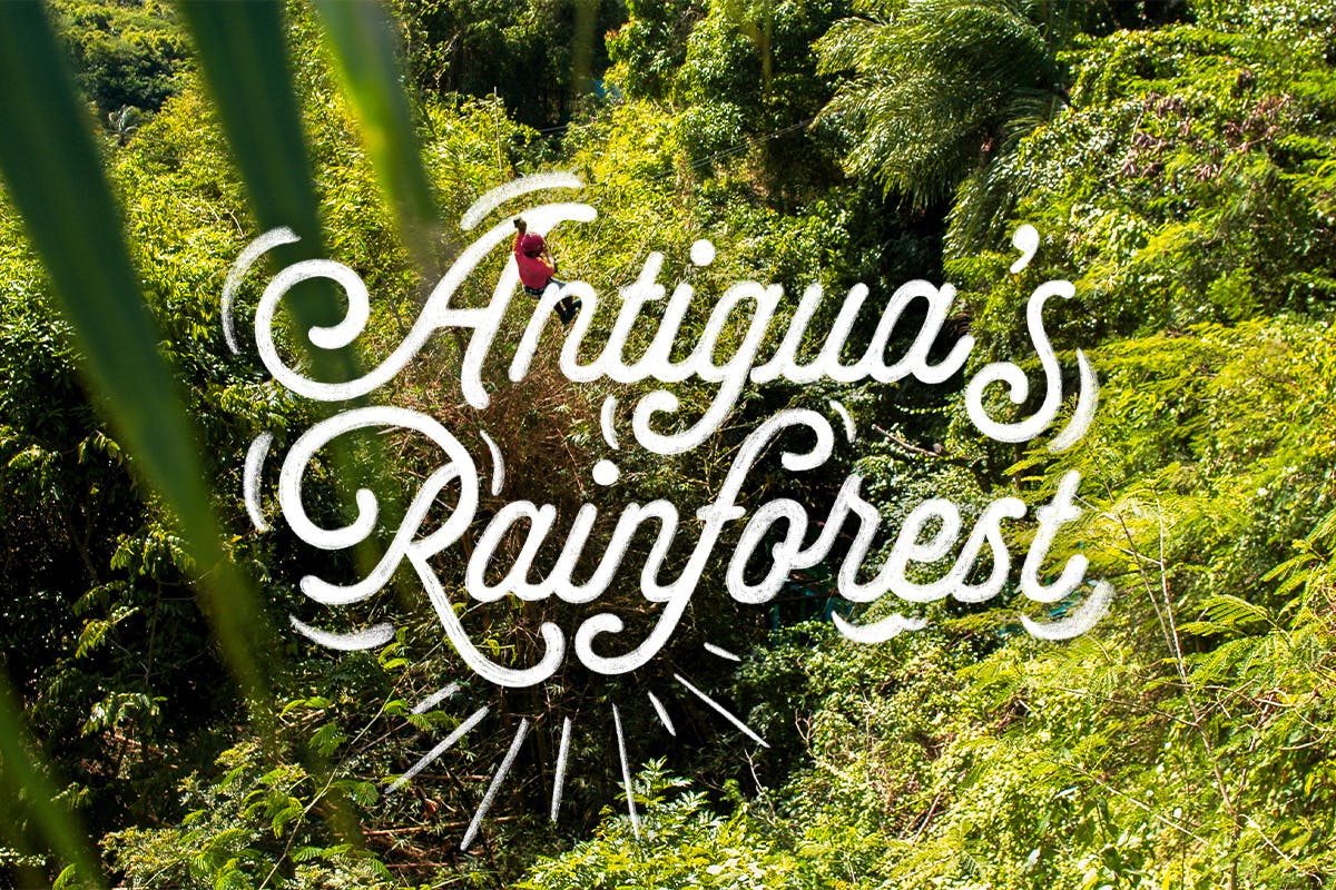 Antigua’s Rainforest Night Flight