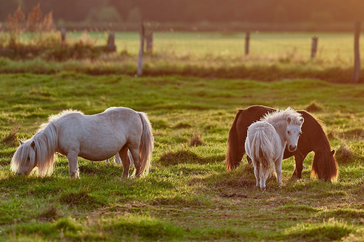 Leisure Day with Shetland Ponies & Brewery Tour