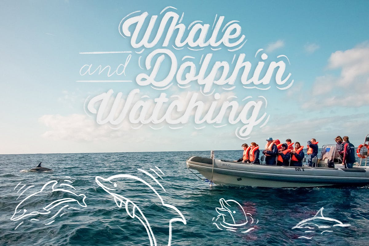 Whale & Dolphin Watching - RIB boat